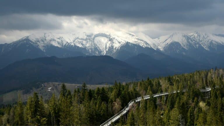 Tree Top Walk: Discover the National Park from Above